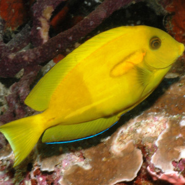 Acanthurus Olivaceus  : 10-12 cm